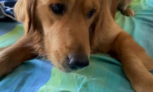 Golden Gets Too Excited