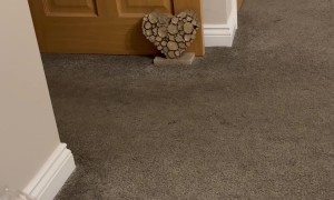 Cocker Spaniel Being Trained