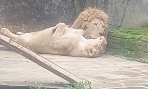 Cute Lions Share a Lick