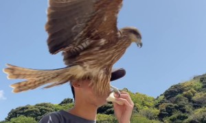 Hawk Steals Guy's Lunch