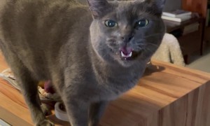 Stray Cat Wants Attention