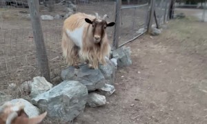 Fainting Goat Faceplants