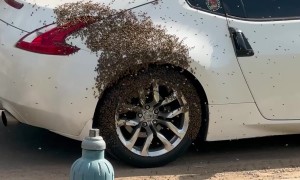 Bees Swarm Sports Car