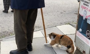 Cat Tries Catching Gentleman's Cane