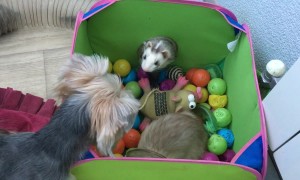 Yorkie Plays With Ferret Friends