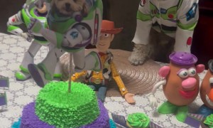 Dog Birthday Celebration