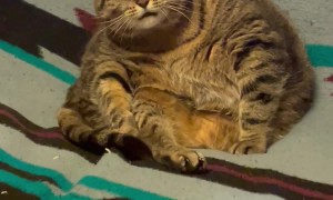 Chonky Cat Chews on Air