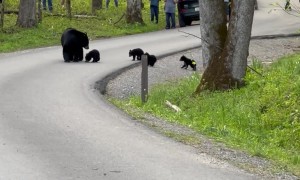 Four Black Bear Cubs Follow Mom In Cade’s Cove