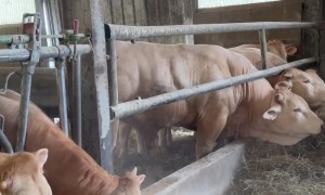 Cow Plays with Handler