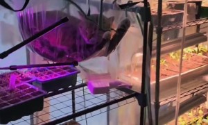 When Your Greenhouse Becomes a Cat Hammock