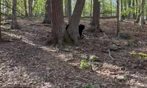 Wild Bear Cub Seems to Stand on Command