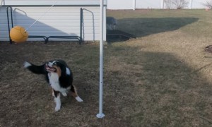 Dog Plays Tetherball