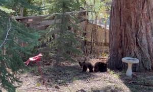 Tahoe Bears Cubs Play in Backyard