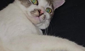 Otter Grooms Cat, Cat Has No Clue What's Going On