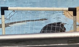 A Gifted Seal Striker