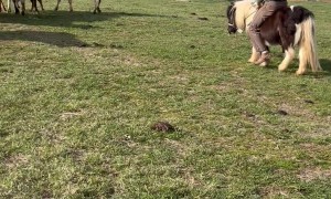Cowboy and Pony Herd Cattle