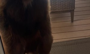 Furry Bear Cub Visits Canadian Home