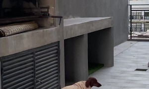 Chilly Dachshund Wears Blanket On Terrace