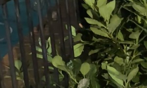 Ringtail Possum Mamma Shows Up on Porch With Her Joeys
