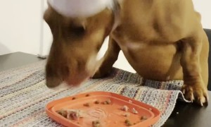 Dachshund Is Definitely Calm