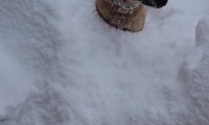 Dogs Jump Into 5 Feet of Snow