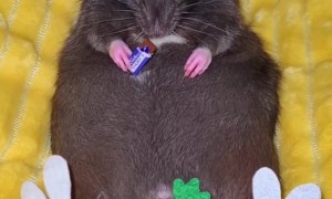 Rat Dressed Up For Easter