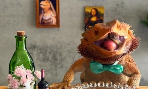 Dignified Lizard Dines On Dubia Roach