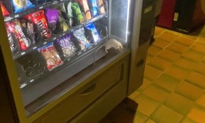 Rat in Vending Machine