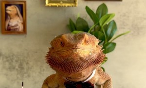 Fine Dining With a Bearded Dragon