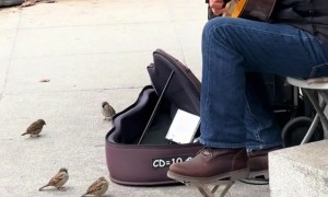 Birds Gather Around Guitarist