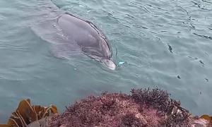 Dolphin Shows Off Its new Toy