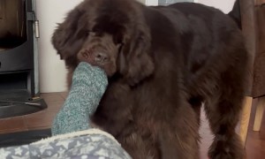 Dog Helps Owner Take Sock Off