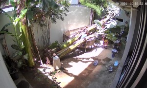 Man Narrowly Avoids Being Crushed by Falling Tree