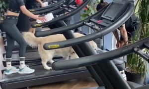 Woman and Dog Walk on Treadmill