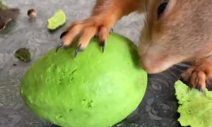 Squirrel Perfectly Peels Avocado