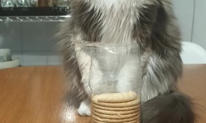 Cat Doesn't Want Your Cookies