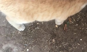 Mouse Clings to Cat's Back