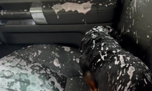 Dog Makes a Mess After Opening Window During Car Wash