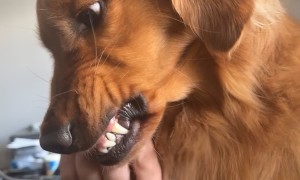 Unhappy Golden Retriever Being Brushed