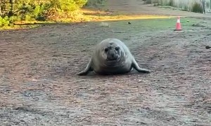 Neil the Seal Wants to Come With Us