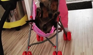 Toddler Pushes Dachshund in a Stroller