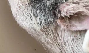 Roxy the Pig Takes a Bath