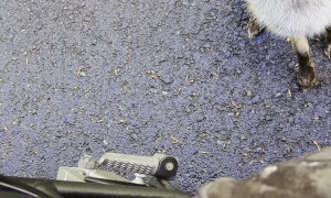 Friendly Fox Tries to Nibble Finger