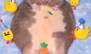 Rat is a Chick Magnet