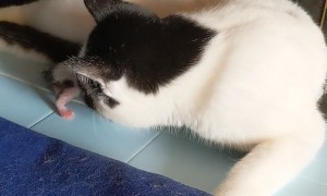 Newborn Kitten Hanging Out