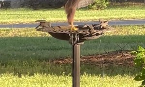 Hawk Spotted Washing Rear in Bird Bath