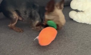 Yorkie Plays With Toy