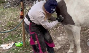 Horse Enjoying Neck Scratches