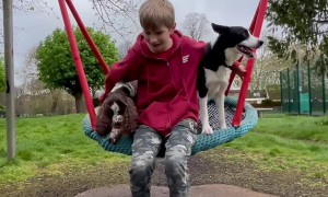 Dogs Playing With Kid