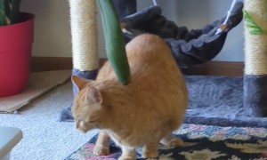 Orange Cat Pulls Himself Through Door By Tail